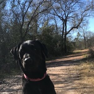 Meet your Posher, Bella